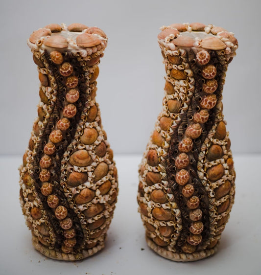 “Natural Shark Eye Shell Handmade Art Collection”